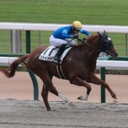 【橘の日曜競馬コラム・レパードＳ】