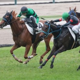 【レスキュー隊の日曜競馬コラム・新潟12Ｒ】
