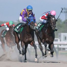 【レパードＳ】チェリヴェントが１勝クラス勝ちから連勝で重賞初Ｖ