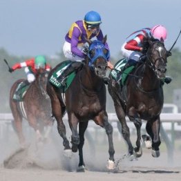 【レパードＳ】チェリヴェント好内容Ｖで３歳ダートの主役へ