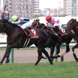 【札幌記念】アドマイヤテラ、ショウヘイなど実力馬がエントリー