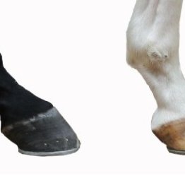 新馬をデビューさせるにあたり、適性を見極めるポイントとは