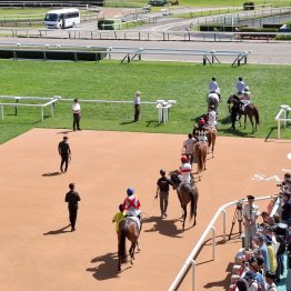 新馬をデビューさせるにあたり、適性を見極めるポイントとは