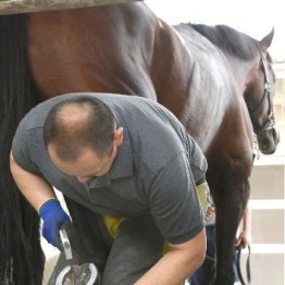 新馬をデビューさせるにあたり、適性を見極めるポイントとは