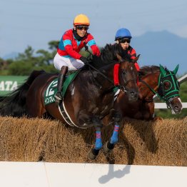 【障害レース】今、障害戦が〝何レース〟に組まれているかご存知ですか！？