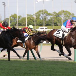 【障害レース】今、障害戦が〝何レース〟に組まれているかご存知ですか！？