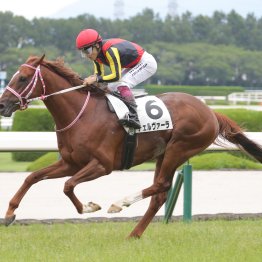 【田中の土曜競馬コラム・常滑特別】	