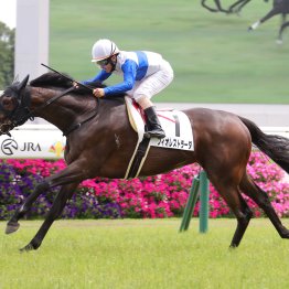 【播磨の土曜競馬コラム・ＷⅠＮ５】	