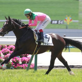 【藤岡の土曜競馬コラム・常滑特別】	