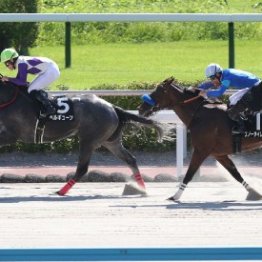 【市川の土曜競馬コラム・上越Ｓ】	