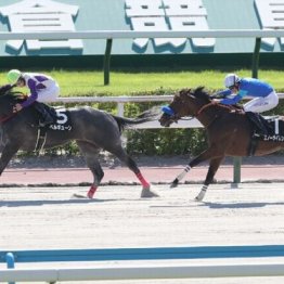 【大谷の土曜競馬コラム・上越Ｓ】	