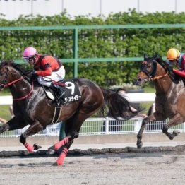 【武田の土曜競馬コラム・上越Ｓ】	