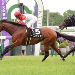 【市川の日曜競馬コラム・札幌記念】