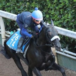 【橘の日曜競馬コラム・札幌記念】
