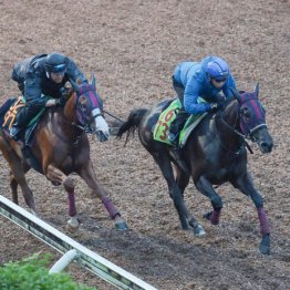 【新潟４R・２歳新馬】マルスレジーナ　牝・森一誠厩舎