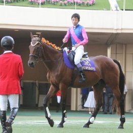 現役も残すところあと１戦になったアラタ　次の就職先は決まってます