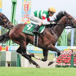 【新潟２歳Ｓ】枠順泣き笑い　外枠優勢の一方、４枠は19年間も先頭ゴールなし