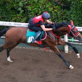 【新潟２歳Ｓ】調教マル得チェック①