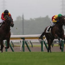 【新潟２歳Ｓ】開業１年目から重賞制覇のチャンス　トウシンマジック秋本師に聞く