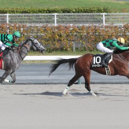 【播磨の土曜競馬コラム・ＷＩＮ５】