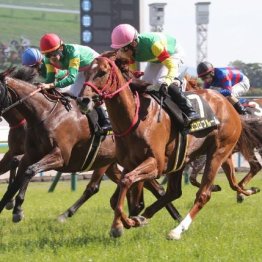 【市川の土曜競馬コラム・朱鷺Ｓ】