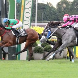 【大谷の土曜競馬コラム・朱鷺Ｓ】