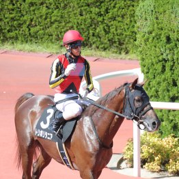 【播磨の日曜競馬コラム・ＷＩＮ５】