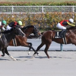 【名古屋城Ｓ】トリポリタニアが１番人気に応える