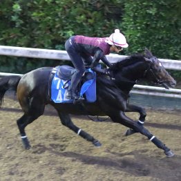 【新潟記念】調教マル得チェック②