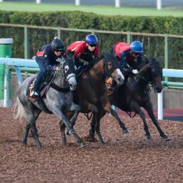 【新潟記念】調教マル得チェック①