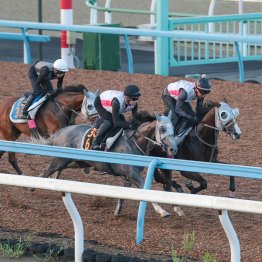 【新潟記念】ロデオドライブ〝静〟の調整も順調な仕上がり