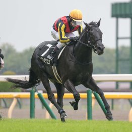 今年も菊の注目馬となるか　日曜新潟・日本海Ｓは３歳馬が３連勝中