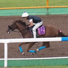 【木津の土曜競馬コラム・札幌７Ｒ】