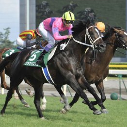 2011年新潟記念覇者ナリタクリスタル