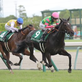 ＪＲＡ重賞初制覇のシスキン産駒ジーティーマイカは産駒のジンクスを覆せるか