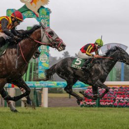 ＪＲＡ重賞初制覇のシスキン産駒ジーティーマイカは産駒のジンクスを覆せるか