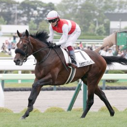 ＪＲＡ重賞初制覇のシスキン産駒ジーティーマイカは産駒のジンクスを覆せるか