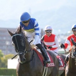 【セントウルＳ】ピューロマジック、フリッカージャブが激突