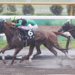 今夏に大きく伸びた３歳馬を取り上げる