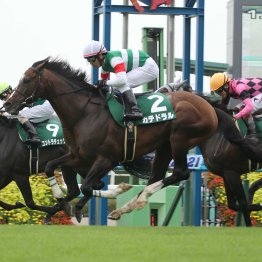 【京成杯オータムＨ】人気伏兵を問わず5歳が他の世代を圧倒！