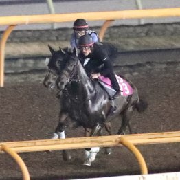 【セントウルＳ】ピューロマジック前走と同じ調整パターンで好調キープ