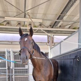 【札幌２歳Ｓ】今年は新種牡馬フライトライン、エフフォーリア産駒の対決か