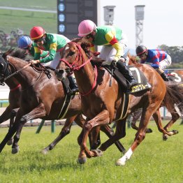 【新谷の土曜競馬コラム・京成杯オータムＨ】