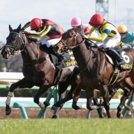 【飯島の土曜競馬コラム・京成杯オータムＨ】