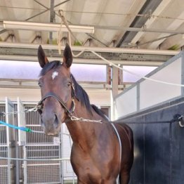 【木津の土曜競馬コラム・札幌２歳Ｓ】