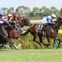 【大谷の土曜競馬コラム・京成杯オータムＨ】