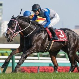 【武田の土曜競馬コラム・京成杯オータムＨ】