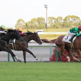 【大谷の日曜競馬コラム・セントウルＳ】