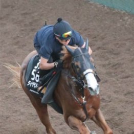 【武田の日曜競馬コラム・セントウルＳ】