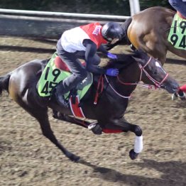 【日曜阪神５Ｒ・２歳新馬】リスグロワール　牝・矢作芳人厩舎